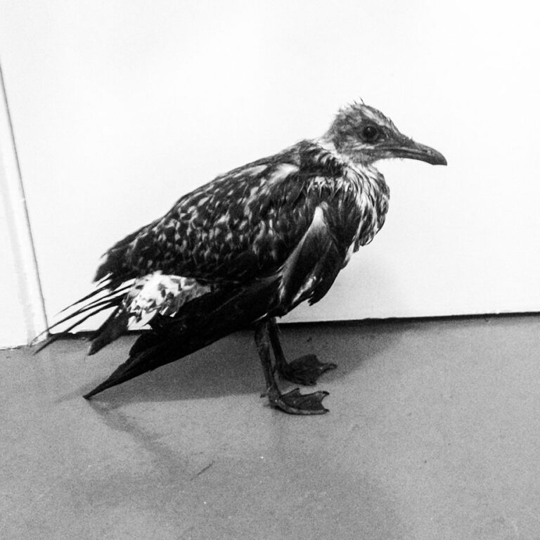 ‘Birds Watching’ project, 2019 ‘Birds Watching’ project, 2019